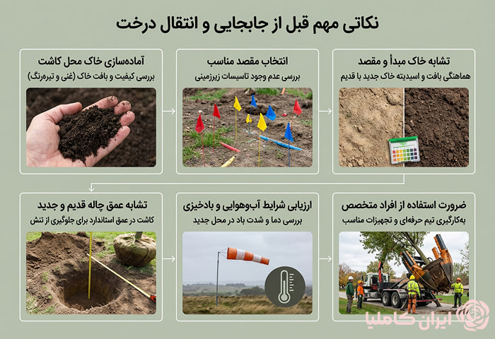 نکات قبل از جابجایی درخت